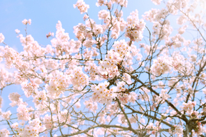 桜セーバー　〜いつまでもきれいな花を咲かせたい〜